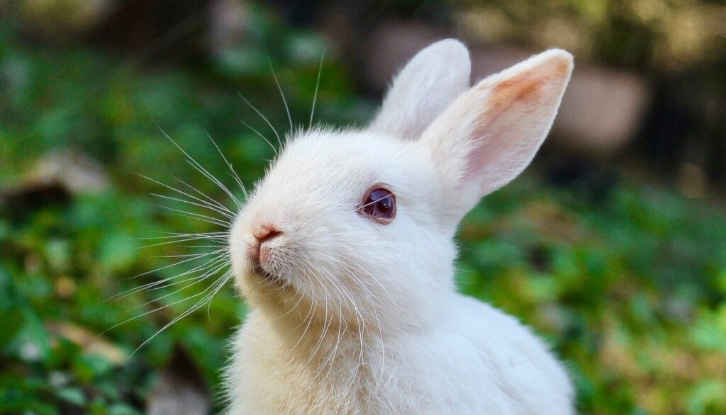 Animal Testing. @TBSHerbTrove