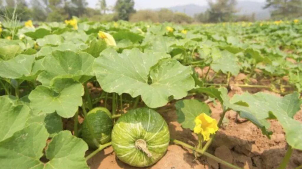 Pumpkin Leaves @TBSHerbTrove